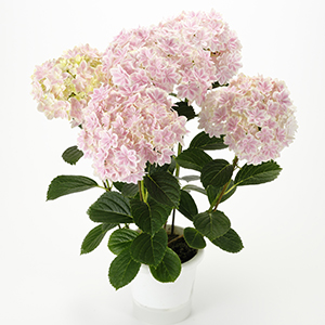 万華鏡（ピンク）