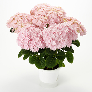 美雲（ピンク）