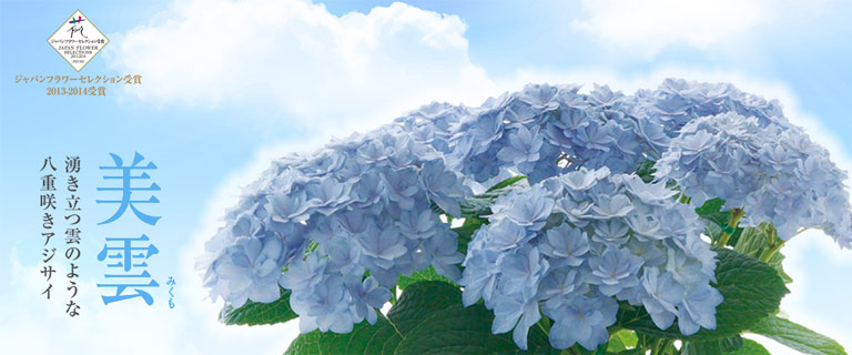 2021春夏新作】 島根水色~ブルー♥ ー万華鏡紫陽花ー 押し花 素材